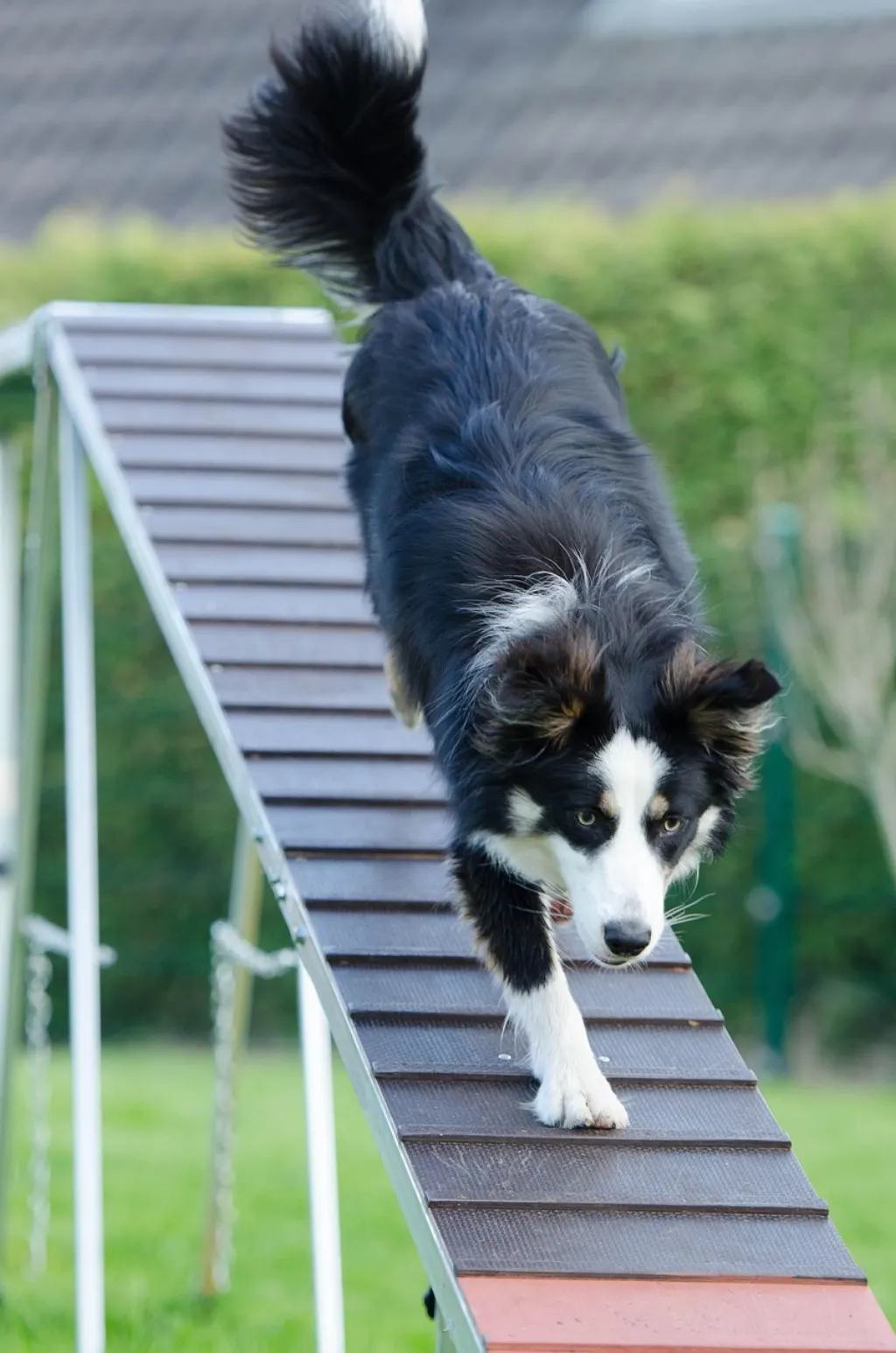 découvrez l'agility, un sport canin dynamique alliant vitesse, précision et complicité entre le maître et son chien. apprenez les techniques, entraînez-vous et participez à des compétitions passionnantes.